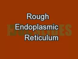 Rough Endoplasmic    Reticulum