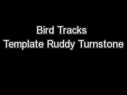 Bird Tracks Template Ruddy Turnstone
