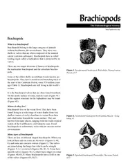 Brachiopods Brachiopods What is a brachiopod Brachiopo