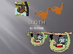 Sloth By SOPHIE What do they eat
