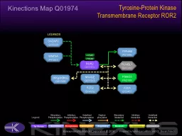 Tyrosine-Protein Kinase Transmembrane Receptor ROR2