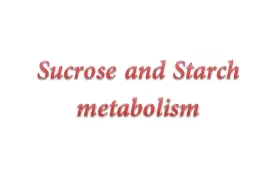 Sucrose and  Starch metabolism