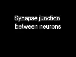 Synapse junction between neurons