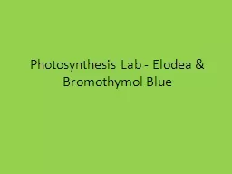 Photosynthesis Lab - Elodea &