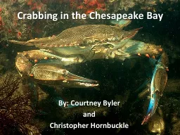 Crabbing in the Chesapeake Bay
