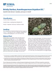 SP  Bristly Starbur Acanthospermum hispidum DC