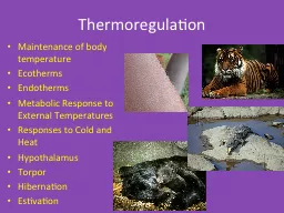 Thermoregulation Maintenance of body temperature