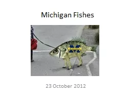 Michigan Fishes 23  October 2012