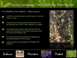 Enhance Maintain Tuscany Landscape Tree Healthcare News Update