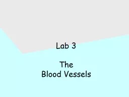 Lab 3  The  Blood Vessels