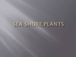 Sea shore Plants  Oarweed