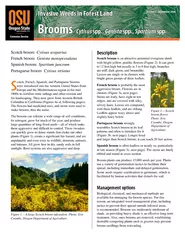 Invasive Weeds in Forest Land Brooms Cytisus spp