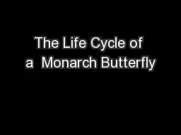 The Life Cycle of a  Monarch Butterfly