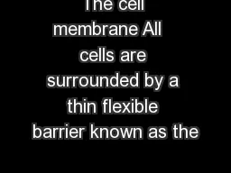The cell membrane All   cells are surrounded by a thin flexible barrier known as the