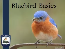 Bluebird Basics Joan  Eckhardt