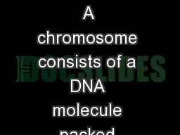 Chromosome Structure Concept 13.3: A chromosome consists of a DNA molecule packed together