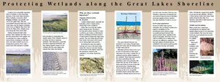 Protecting Wetlands along the Great Lakes Shoreline A