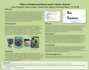 Effects of Heightened Nitrate Levels Cattail v