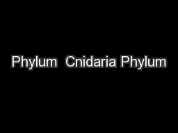 Phylum  Cnidaria Phylum