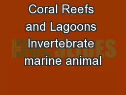 Coral Reefs and Lagoons Invertebrate marine animal
