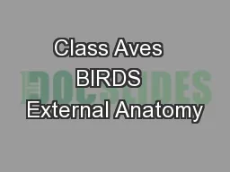 Class Aves  BIRDS  External Anatomy