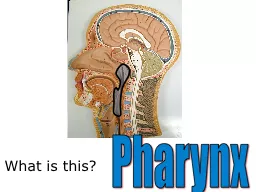 What  is this ? Pharynx What