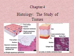 4- 1 Chapter 4 Histology:  The Study of Tissues