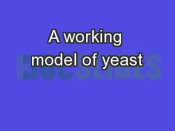 A working model of yeast