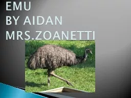 EMU BY AIDAN MRS.ZOANETTI