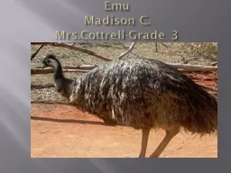 Emu  Madison  C. Mrs.Cottrell