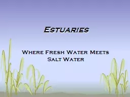 Estuaries Where Fresh Water Meets Salt Water