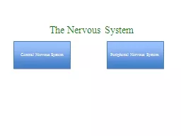 The Nervous System Central Nervous System