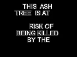 THIS  ASH TREE  IS AT                                      RISK OF BEING KILLED BY THE