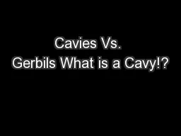 Cavies Vs. Gerbils What is a Cavy!?