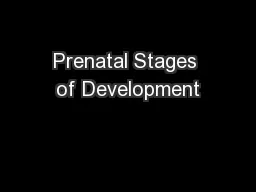 Prenatal Stages of Development