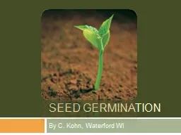 Seed Germination By C. Kohn, Waterford WI
