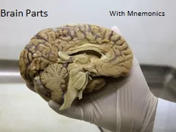 Brain Parts With Mnemonics