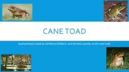 Cane toad A  presentation made by Da’Martys Williams  and Semora Lazenby on the cane toad.