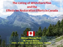 The Listing of Whitebark Pine