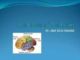 The lobes of the brain By: Abel De la Trinidad