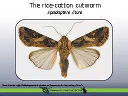 The rice-cotton cutworm