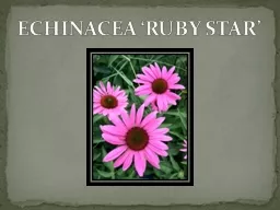 ECHINACEA ‘RUBY STAR’