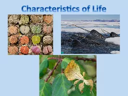 Characteristics of Life Prefixes, Suffixes and Vocabulary