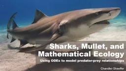 Sharks, Mullet, and Mathematical Ecology