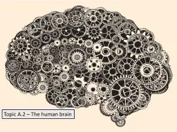 Topic A.2 – The human brain