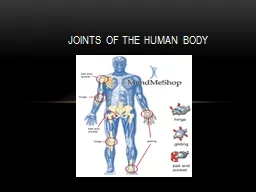Joints of the human body