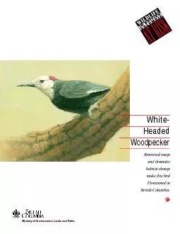 Ministry of Environment Lands and Parks White Headed Woodpecker Restricted range and dramatic