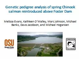 Genetic pedigree analysis of spring Chinook salmon reintroduced above Foster