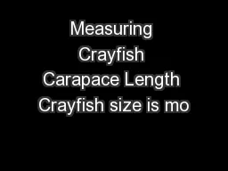 Measuring Crayfish Carapace Length Crayfish size is mo
