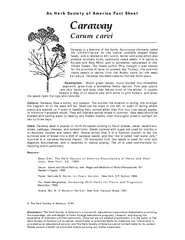 Carum carvi Caraway is a biennial of the family Apiace